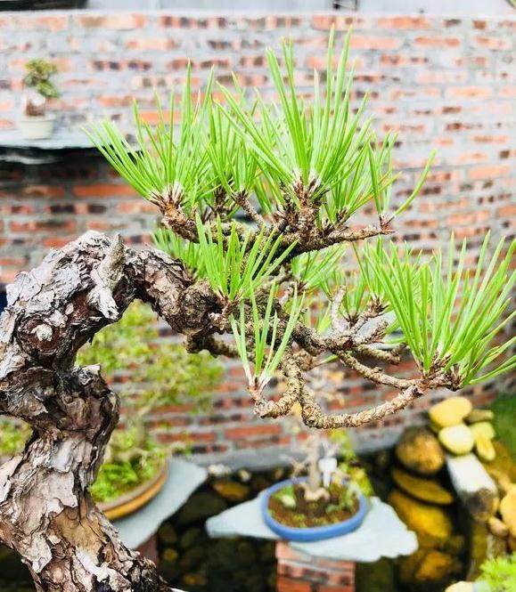 如何把松树盆景养成爆皮松树?