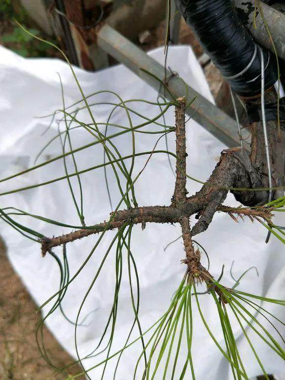 如何把松树盆景养成爆皮松树?