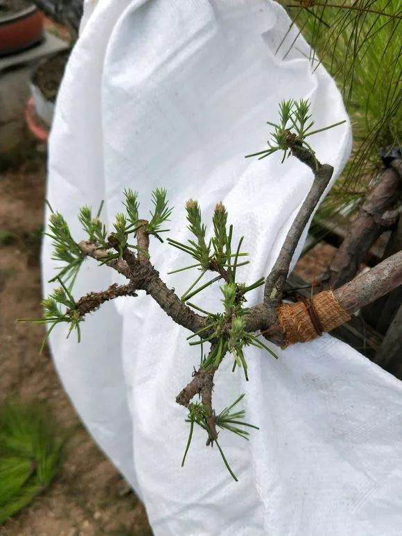 如何把松树盆景养成爆皮松树?