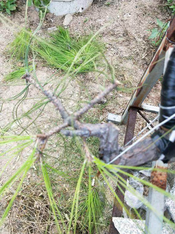 如何把松树盆景养成爆皮松树?