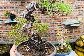 如何把松树盆景养成爆皮松树？