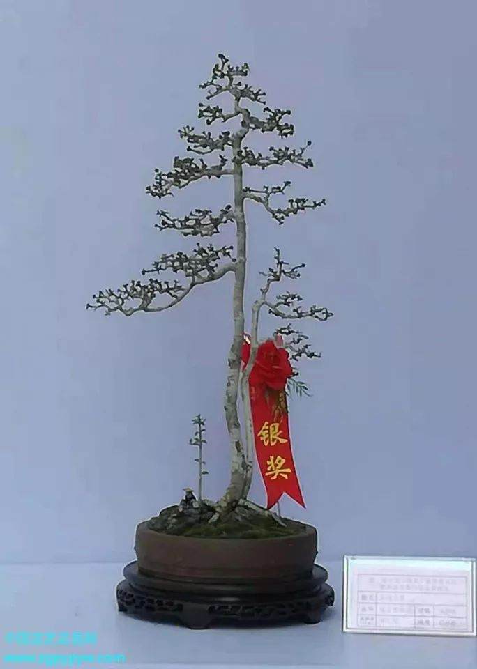 第二届中国海南盆景展银奖