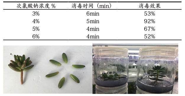 多肉植物 虹之玉组培快繁的技术 图片