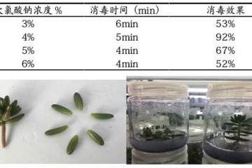 多肉植物 虹之玉组培快繁的技术 图片