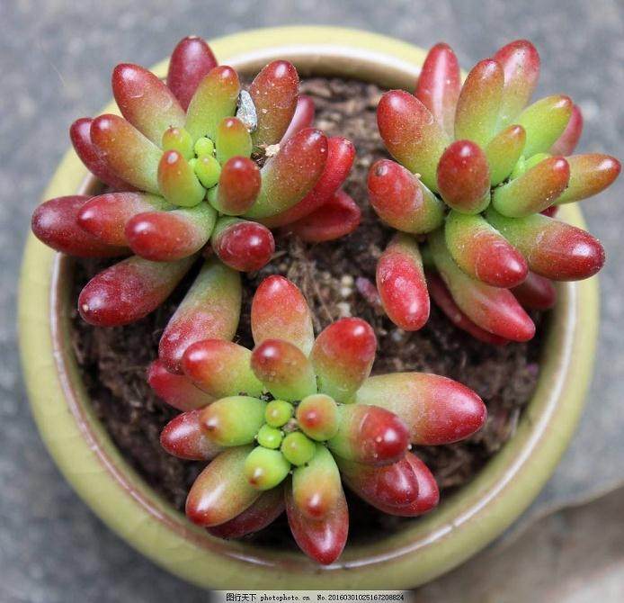 多肉植物——虹之玉组培快繁的技术