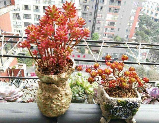 多肉植物——虹之玉组培快繁的技术