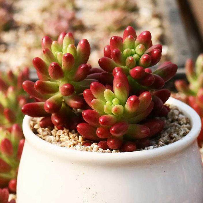 多肉植物虹之玉组培快繁中存在的问题