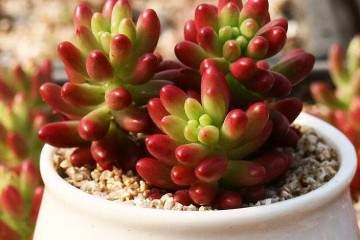 多肉植物虹之玉组培快繁中存在的问题 图片