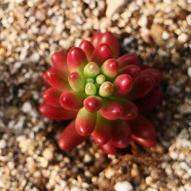 多肉植物组培养研究展望组培技术