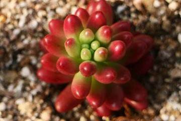 多肉植物组培养研究展望组培技术 图片