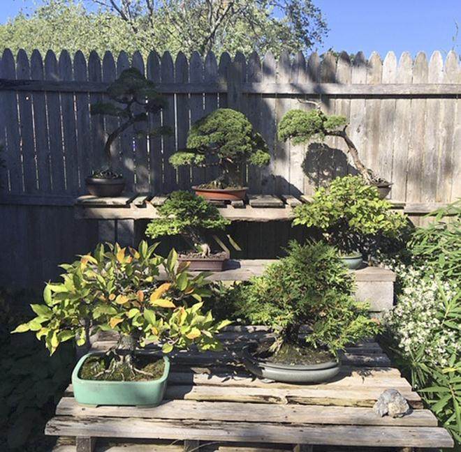 纽约盆景艺术家 -- 哈维