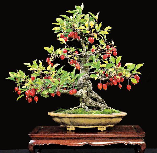 纽约盆景艺术家 -- 哈维