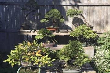 纽约盆景艺术家  哈维