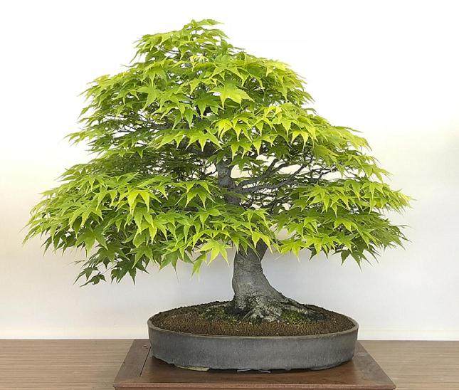 英国格林伍德盆景工作室成立40周年庆典