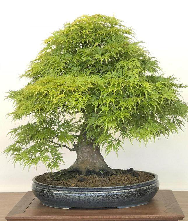 英国格林伍德盆景工作室成立40周年庆典