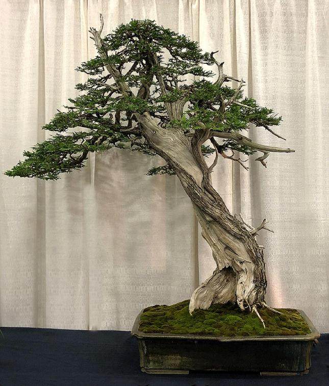 2018年 第6届 美国国家盆景展览回顾