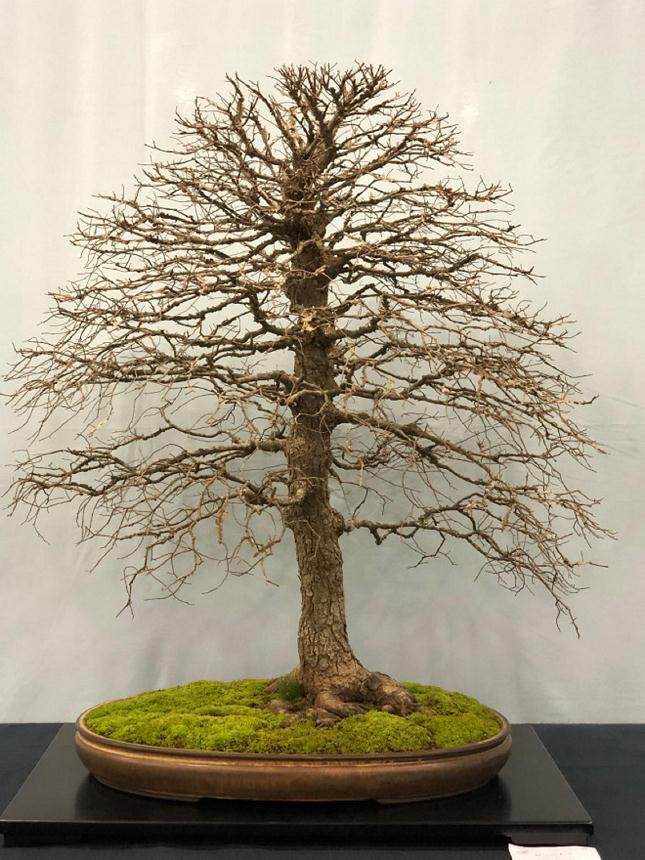  2018年 第6届 美国国家盆景展览回顾