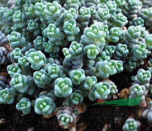 多肉姬星美人的种植材料与方法