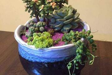 就来看看这些小小的多肉萌宠们吧 图片