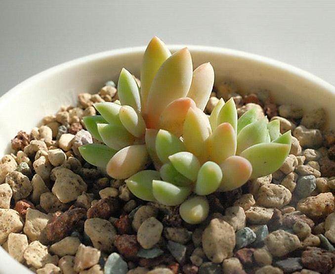 传统的多肉三仙 是雪莲、广寒宫和晚霞的合称