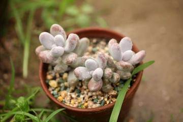 广寒宫属于大型多肉植物 叶片长倒卵形或梭形