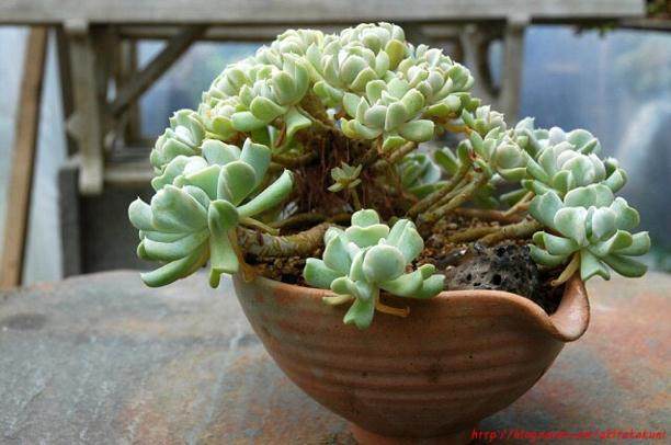 多肉三仙同属拟石莲花属 开放的花朵类