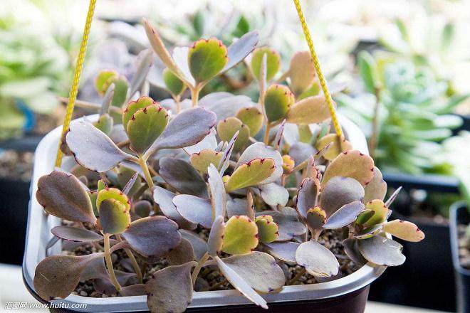 春季来临 正是多肉植物产销两旺的时节