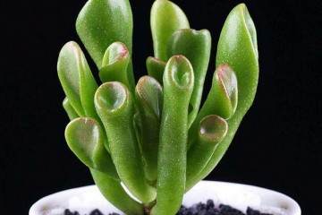 一般都会选择5—20元左右的多肉单盆回家慢慢培养