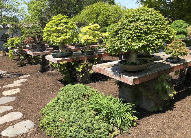 如何移植松树盆景？