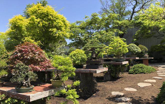 如何移植松树盆景？