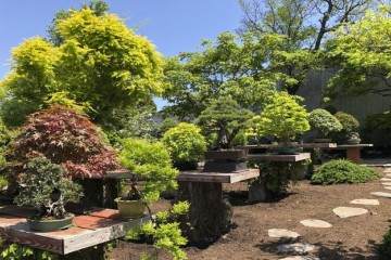 如何移植松树盆景？