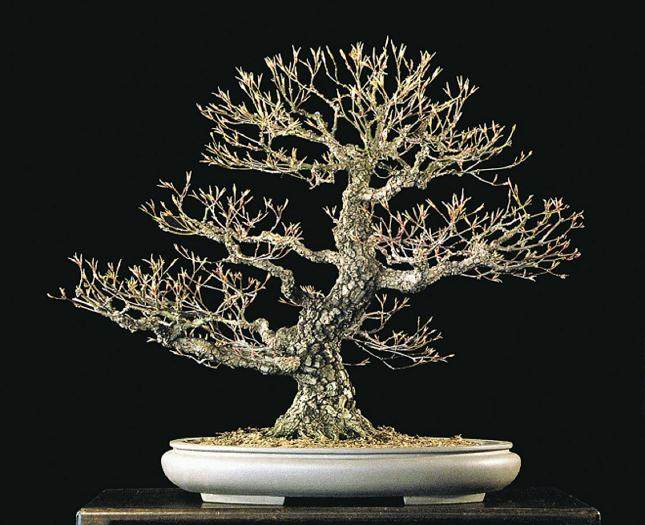 日本枫树通常是从切割和空气层生长盆景