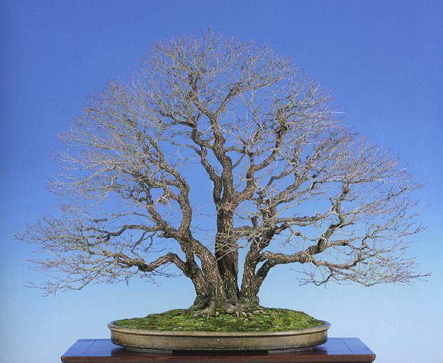 日本枫树通常是从切割和空气层生长盆景