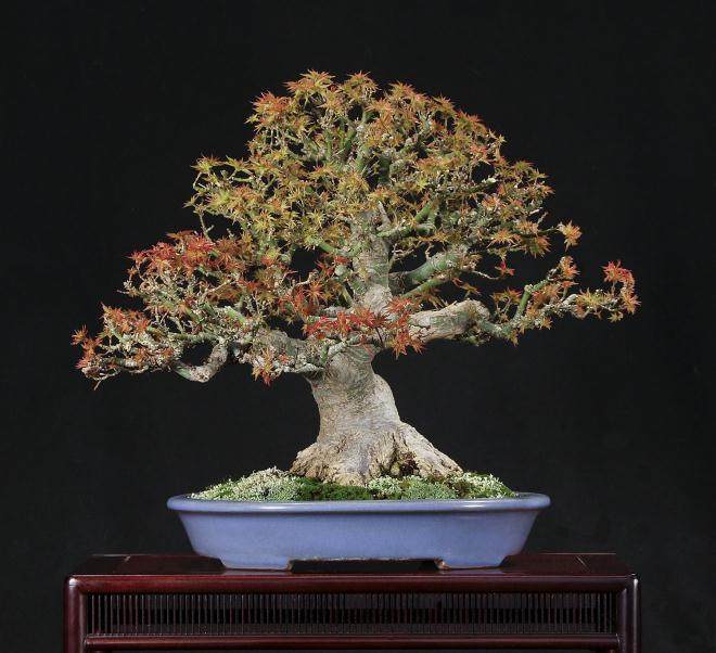 春天的枫树盆景之美！