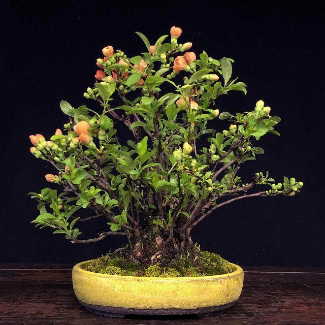 春天的枫树盆景之美！