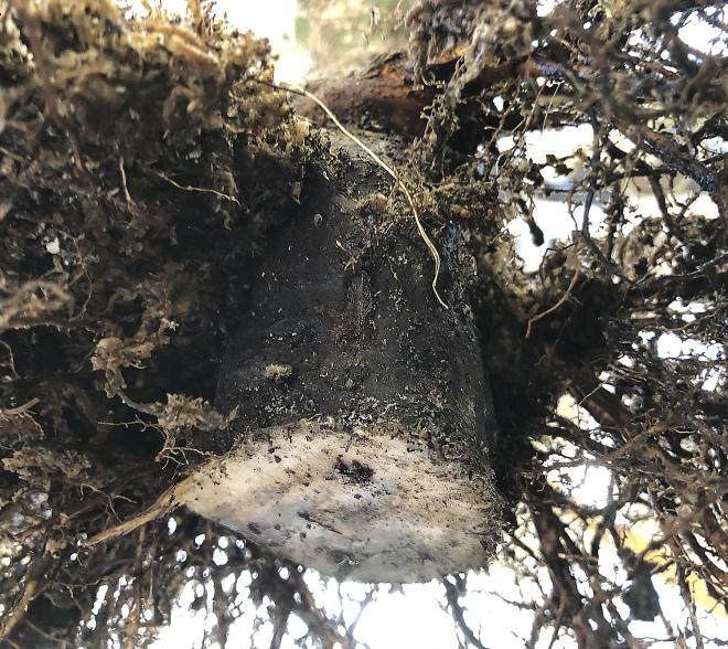 在冬季保护盆景时 啮齿动物和冬季受损很常见