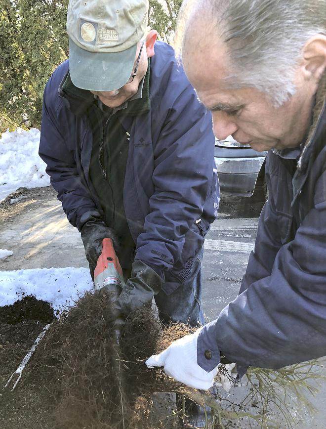 在冬季保护盆景时 啮齿动物和冬季受损很常见