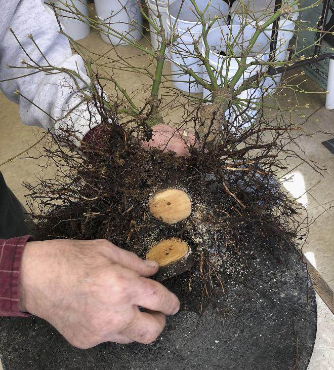 在冬季保护盆景时 啮齿动物和冬季受损很常见