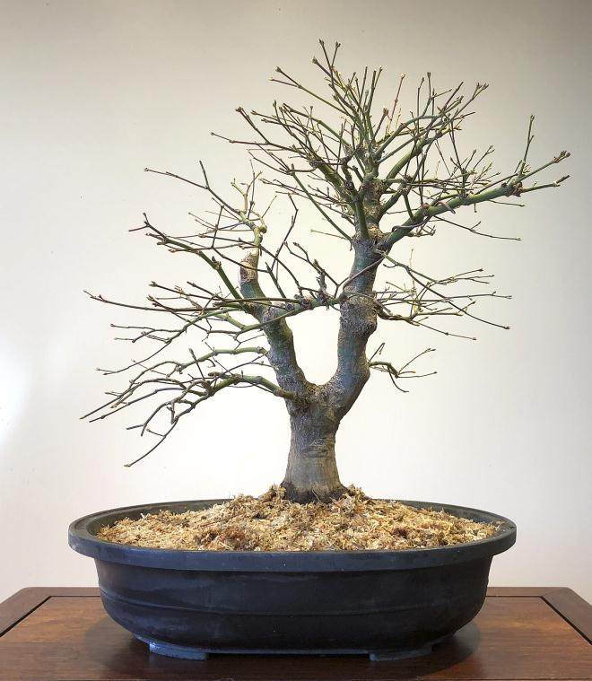 在冬季保护盆景时 啮齿动物和冬季受损很常见