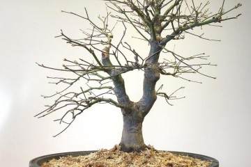 在冬季保护盆景时 啮齿动物和冬季受损很常见