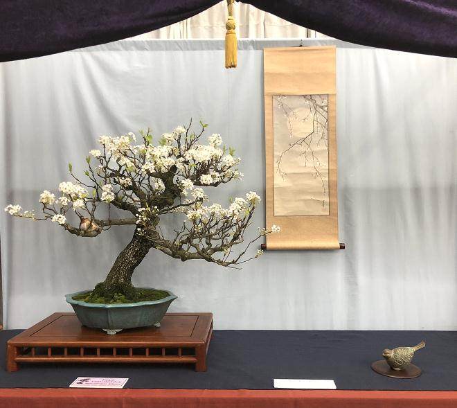 纽约州北部盆景协会获得了两个奖项