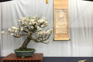 纽约州北部盆景协会获得了两个奖项