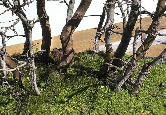 图解 用16幅图演示如何制作木瓜丛林盆景