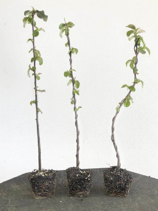 图解 用16幅图演示如何制作木瓜丛林盆景