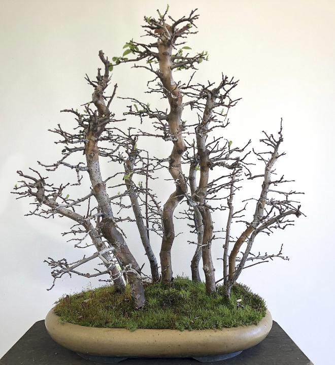 图解 用16幅图演示如何制作木瓜丛林盆景