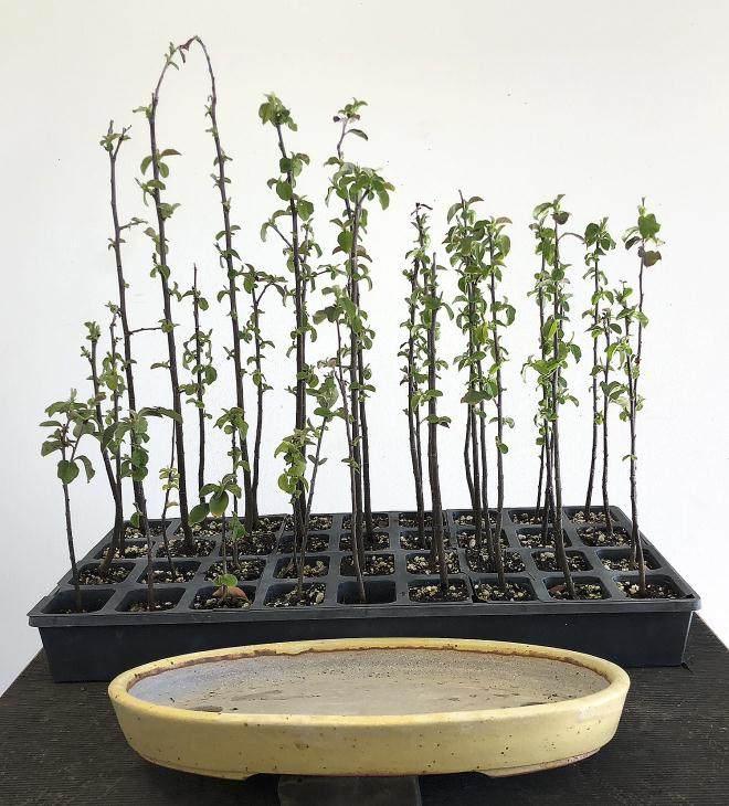 图解 用16幅图演示如何制作木瓜丛林盆景