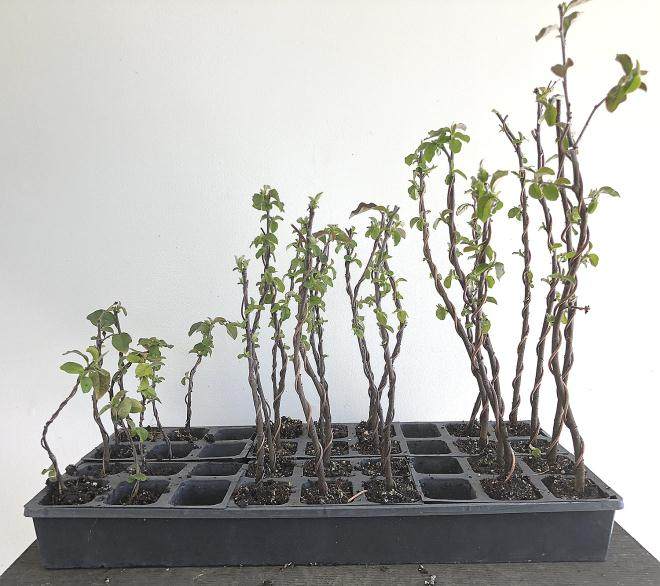 图解 用16幅图演示如何制作木瓜丛林盆景