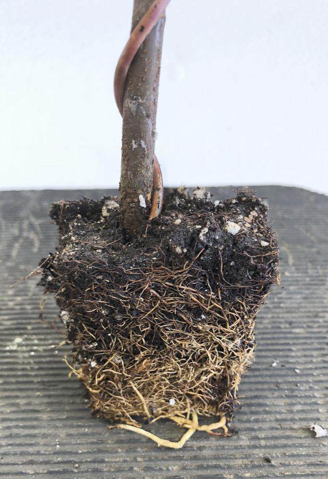 图解 用16幅图演示如何制作木瓜丛林盆景