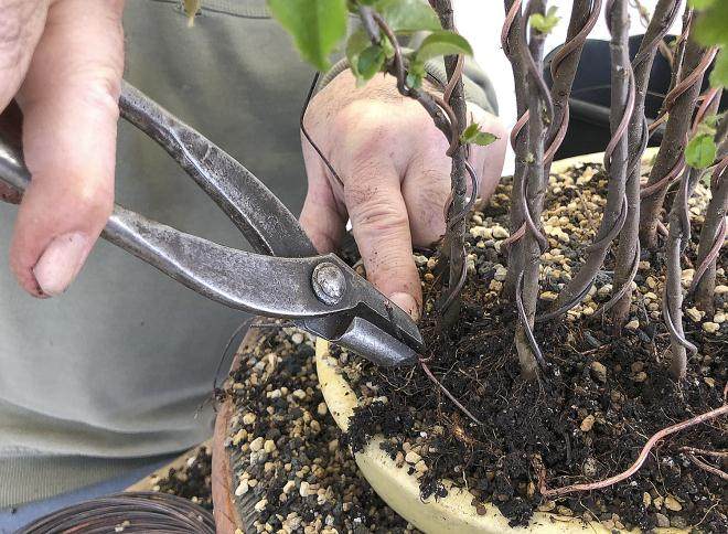 图解 用16幅图演示如何制作木瓜丛林盆景