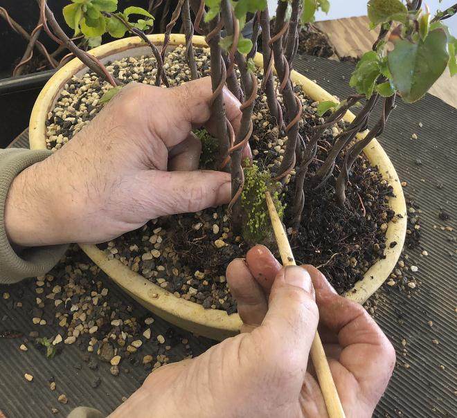 图解 用16幅图演示如何制作木瓜丛林盆景